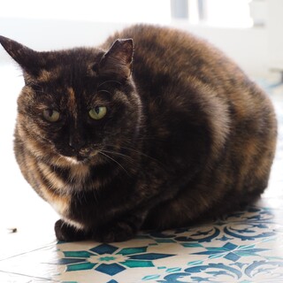 2歳くらいのサビ　大人しい女の子