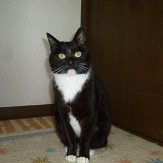 とても甘えん坊のボブテイルのタキシード！