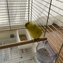 セキセイインコ♀成鳥の里親募集です