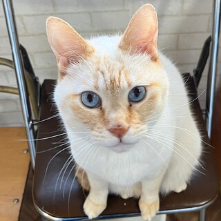 控えめな甘えん坊♡ブルーアイのあおちゃん