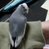 手乗り 文鳥 サムネイル2