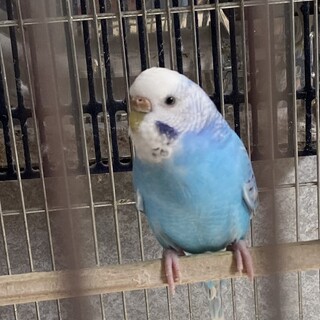セキセイインコ　里親さん募集してます