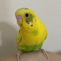 セキセイインコ　里親さん募集してます