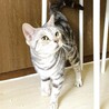 アメリカンショートヘア(血統書付) サムネイル3