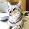 アメリカンショートヘア(血統書付) サムネイル5