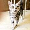 アメリカンショートヘア(血統書付) サムネイル6
