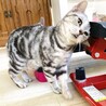 アメリカンショートヘア(血統書付) サムネイル2