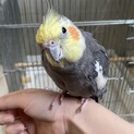 オカメインコ　里親さん募集してます