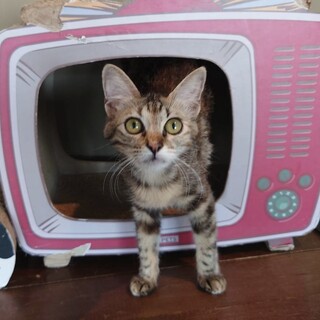 ミステリアス女子『あど』ﾁｬﾝ