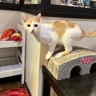 　強メンタル『中村(ﾅｶﾑﾗ)』