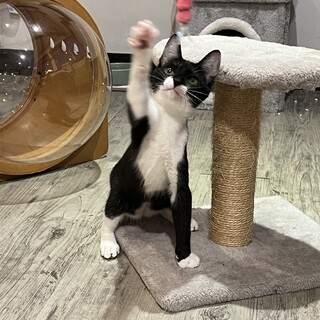 心配する程働き者『右近(ｳｺﾝ)』