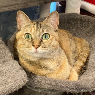 撫でられるのが大好き♥ムギワラ女子くぅ