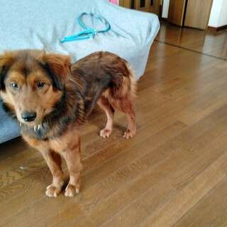 「ライラ女の子