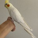 オカメインコ　ルチノーです