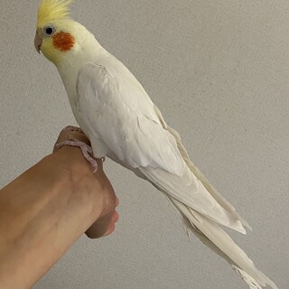 オカメインコ　ルチノーです