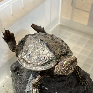 フトマユチズガメ