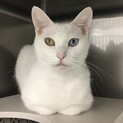 美しい瞳オッドアイ白猫「あすか」ちゃん