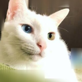 オッドアイ、3歳半、男の子