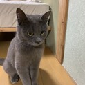 困り顔の男の子　グレー　生後半年くらいの子ねこ