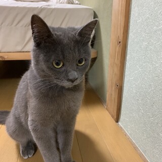 困り顔の男の子　グレー　生後半年くらいの子ねこ