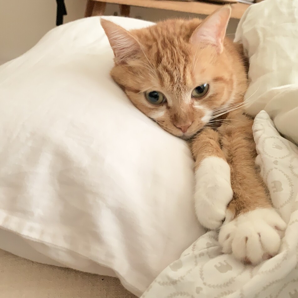 チャボのカバー写真