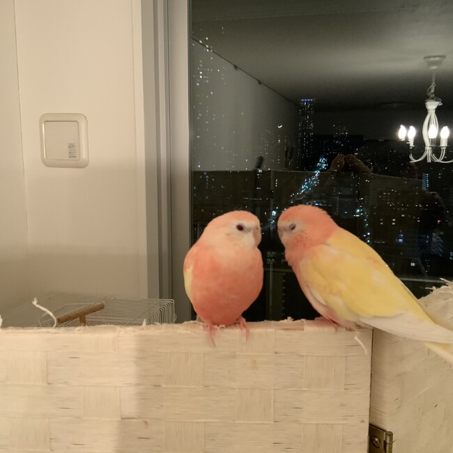 alouetteのカバー写真