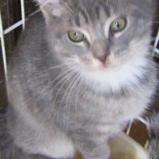 足長マンチカン