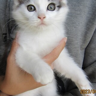 足長マンチカン