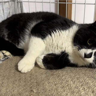 【ずんぐりむっくりボディ♪】甘えん坊のクロ吉♡