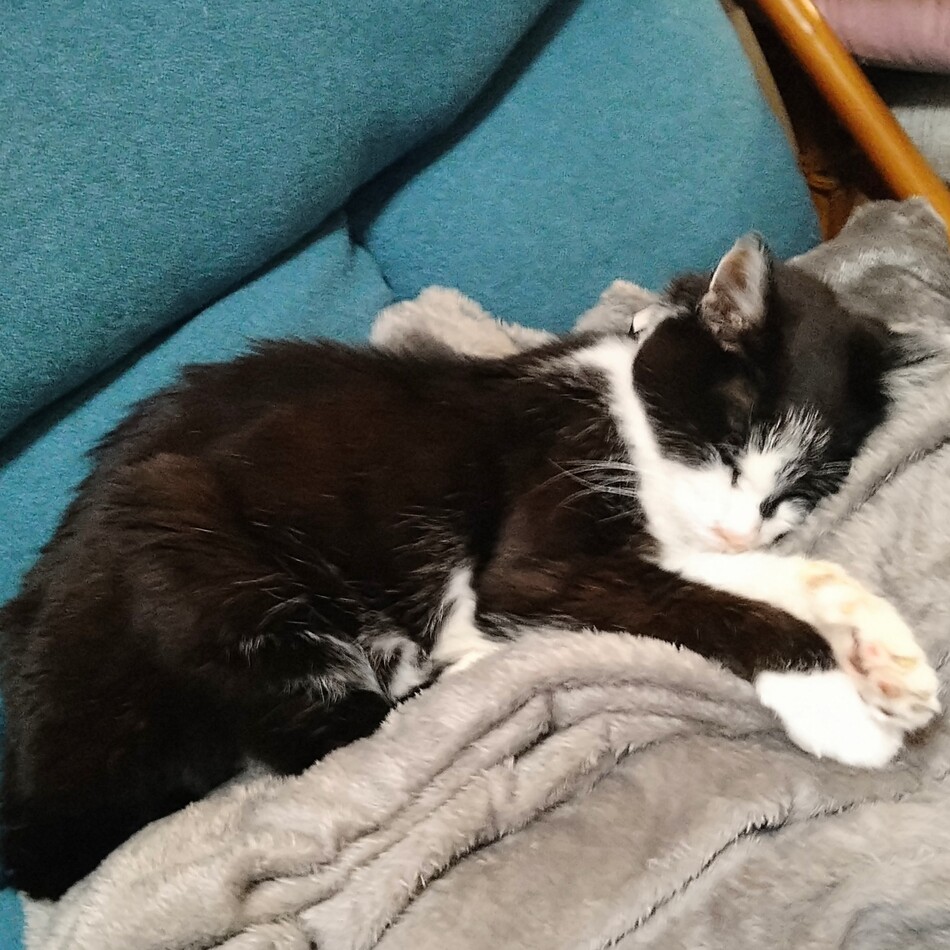 メリルのカバー写真