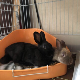 子うさぎの里親募集してます　沖縄保護ウサギ