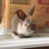 子うさぎの里親募集してます　沖縄保護ウサギ サムネイル3