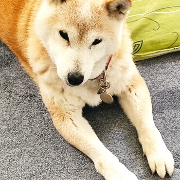 雷さん｡ﾟ(ﾟ´Д｀ﾟ)ﾟ｡落ち着いた？？シニア同士がんばろᕦ⁠(⁠ò⁠_⁠ó⁠ˇ⁠)⁠ᕤ