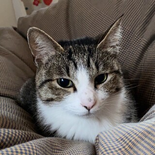 イケメンきじ白☆テテくん