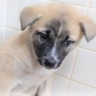 5-3-022◆可愛い子犬◆家族に迎えませんか？