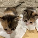子猫2匹　三毛猫　　生後約3〜4週間
