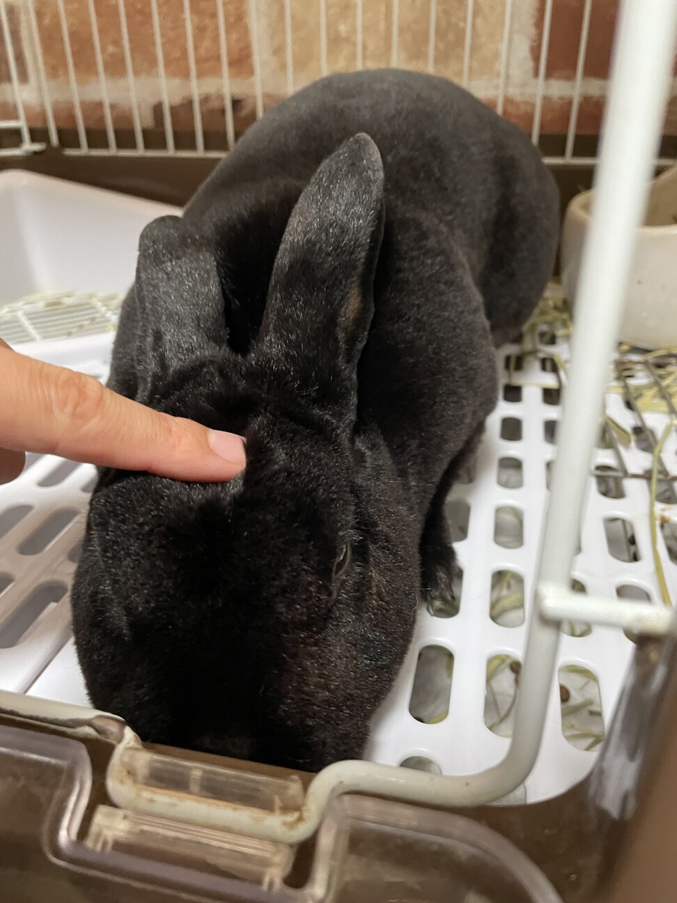 里親さんを探しています！ サムネイル2