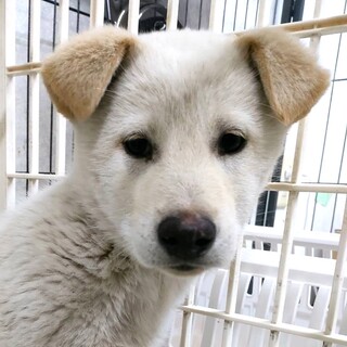 保健所からレスキューした子犬♂エール