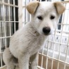 保健所からレスキューした子犬♂エール サムネイル2