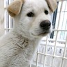 保健所からレスキューした子犬♂エール サムネイル3