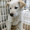 保健所からレスキューした子犬♂エール サムネイル4