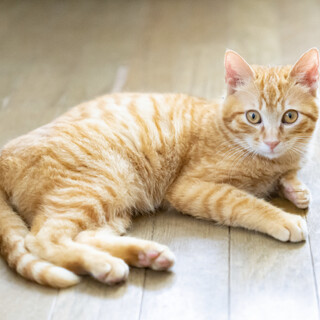 【森ネコ】猫だけどしろわん君　遊び好きな子猫です