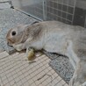 保護うさぎ 紅葉(くれは)くん「佐渡っこ２世」 サムネイル6
