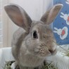 保護うさぎ 紅葉(くれは)くん「佐渡っこ２世」 サムネイル3