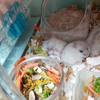 ジャンガリアンハムスター6匹