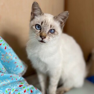 ビューティーひかり！ 