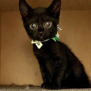 チビくろ仲良し3兄妹　ボーくん