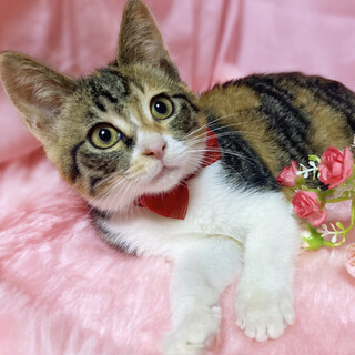 人間大好き♪超甘えん坊の子猫『そぼろちゃん』