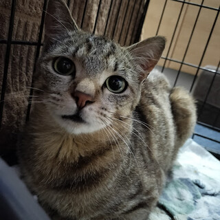 人が大好き♪ベビーフェイスなラム