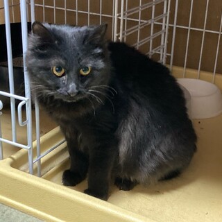 少しシャイなお嬢、温かく見守って！